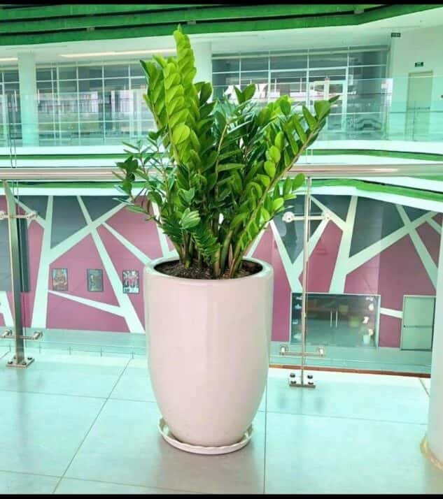 7 loại cây trồng trong nhà giúp không gian dễ chịu (dễ chăm, hợp nhiều phòng)