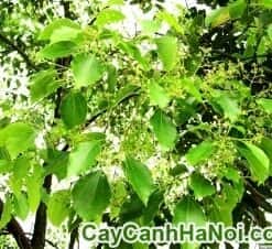 Cây Long Não