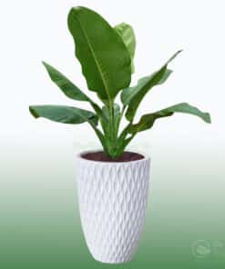 Cây Đại Phú Gia
