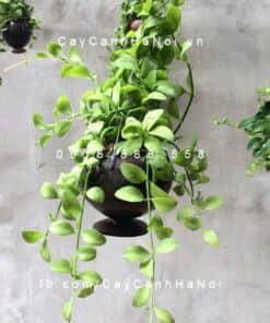 Cây Lựu Đỏ