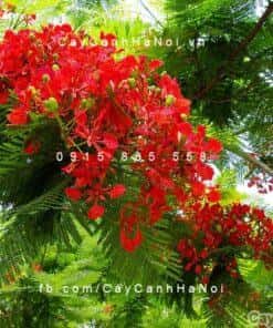 Cây Phượng Vĩ