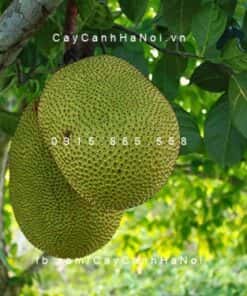 Cây Mít Thái