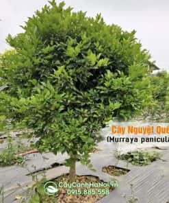 Cây Nguyệt Quế