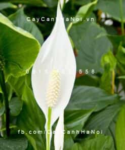 Cây Lan Ý
