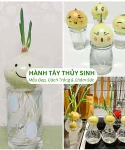 Cây Ổi Nữ Hoàng