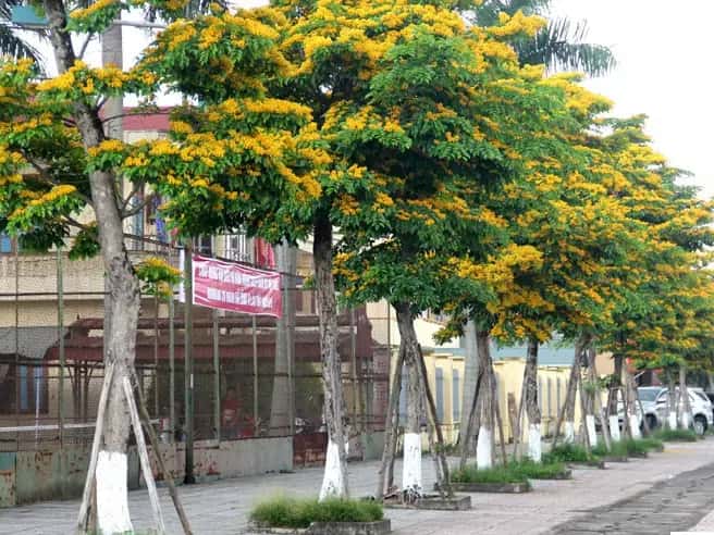 Bảng Giá Cây Cảnh 2026: Cập Nhật Mới Nhất & Chi Tiết Từ A-Z