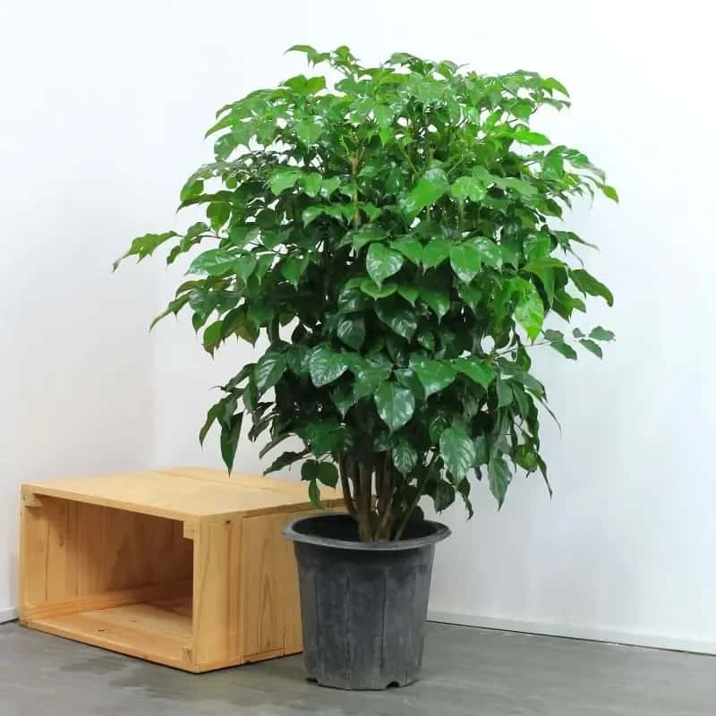 Sai lầm khi trồng cây Hạnh Phúc trong bóng râm: Hiện tượng rụng lá hàng loạt