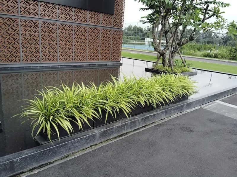 Giới Thiệu Về Công Ty TNHH Cây Cảnh Sài Gòn: Giải Pháp Xanh Cho Không Gian Sống