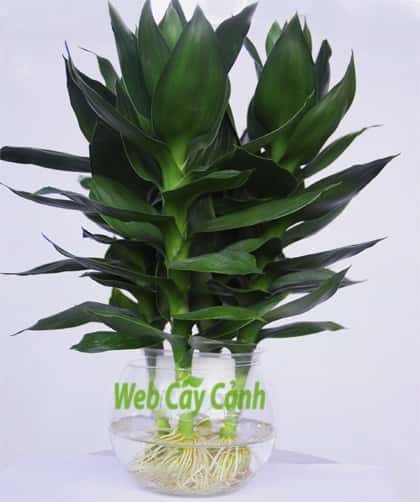 Cây Phát Tài Búp Sen