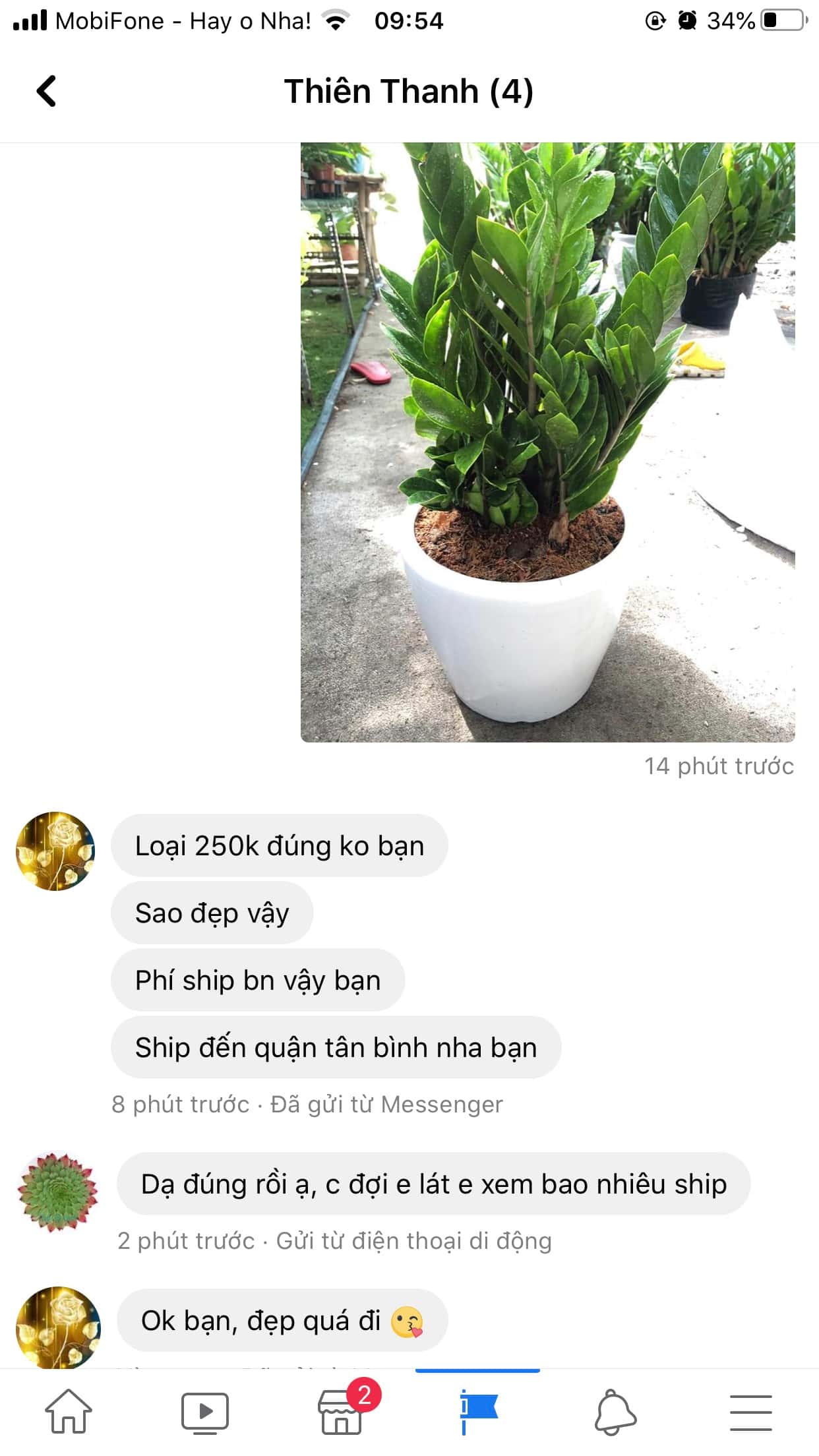 Cây phù hợp phòng họp công ty: 15 lựa chọn đẹp và chuyên nghiệp