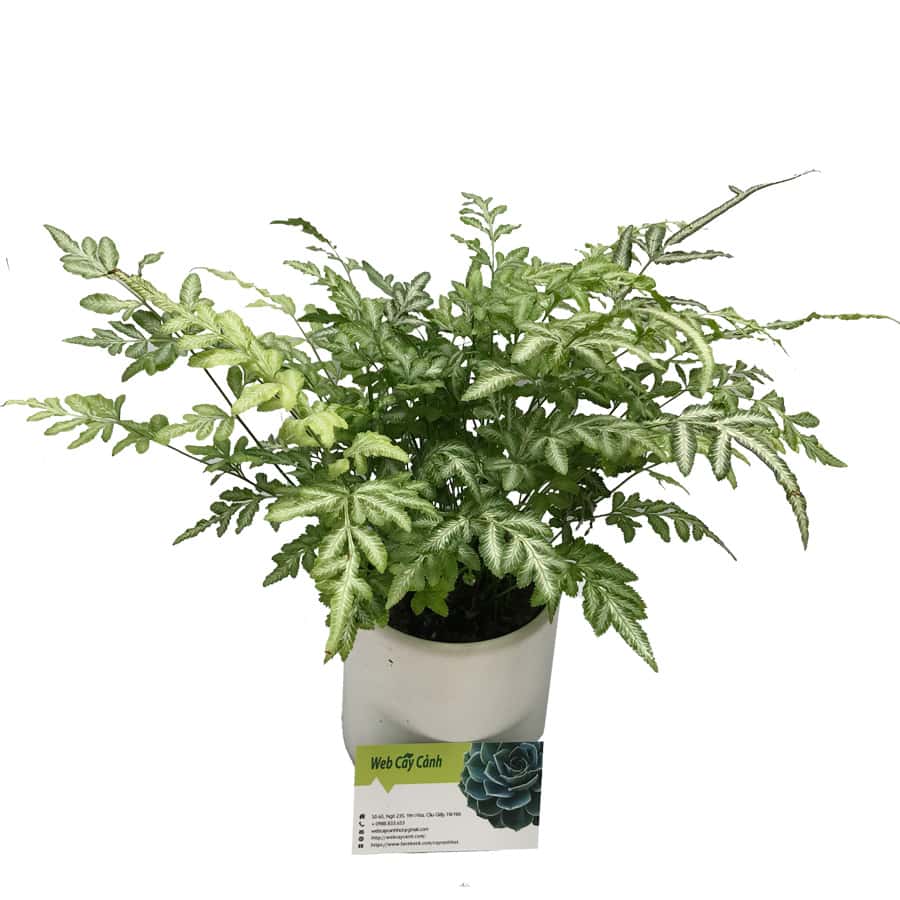 Cây Dương Xỉ