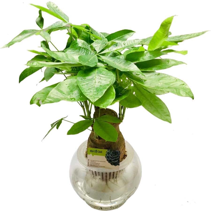Cây Kim Ngân Thủy Sinh Lớn