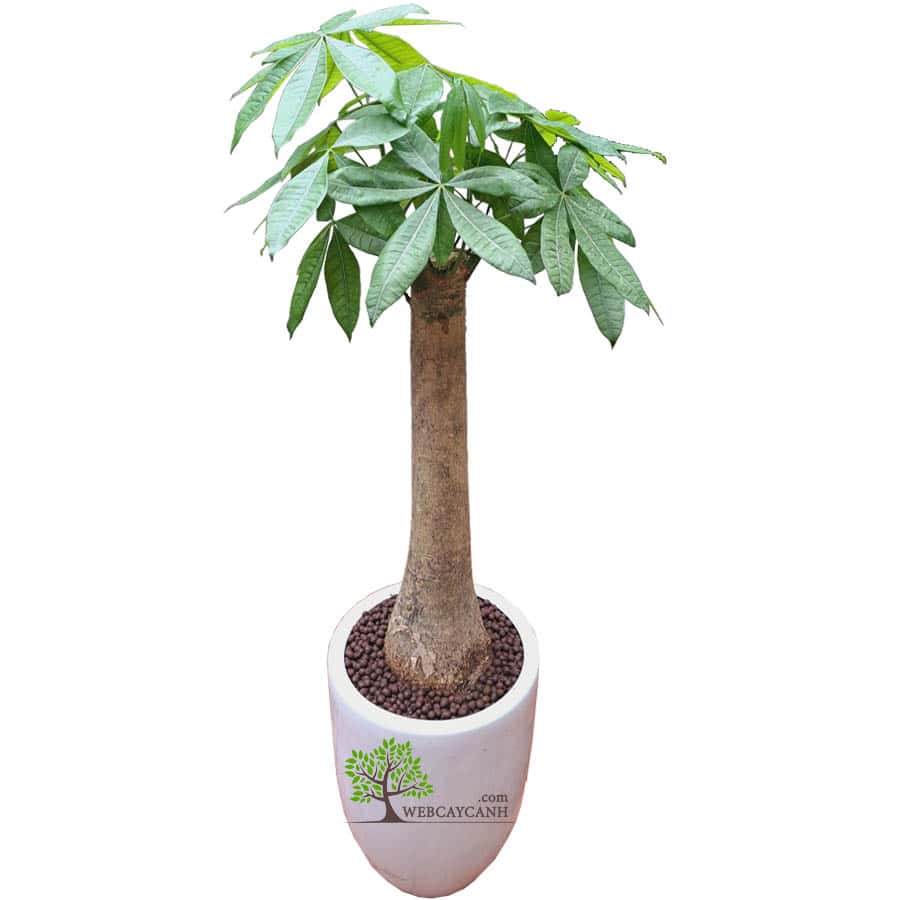 Cây Mận An Phước