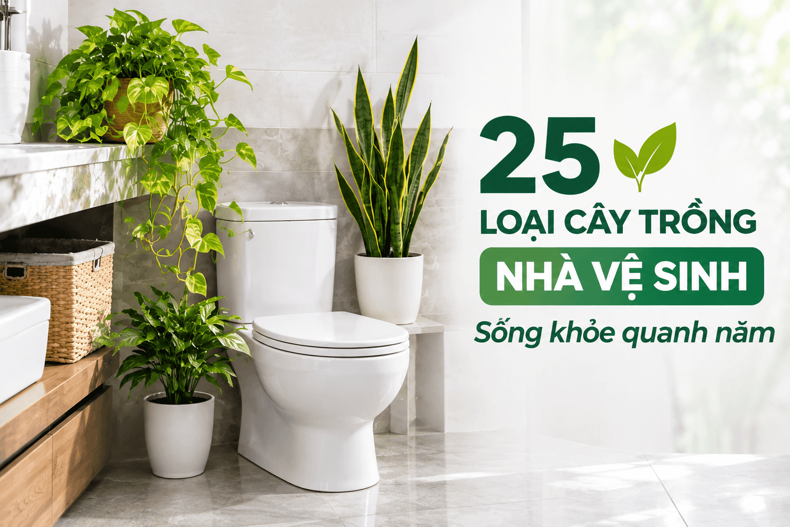 Cây Tràm Bông Vàng
