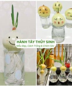 Cây Nhãn Lồng