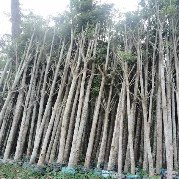 Bàng Đài Loan thumbnail 3