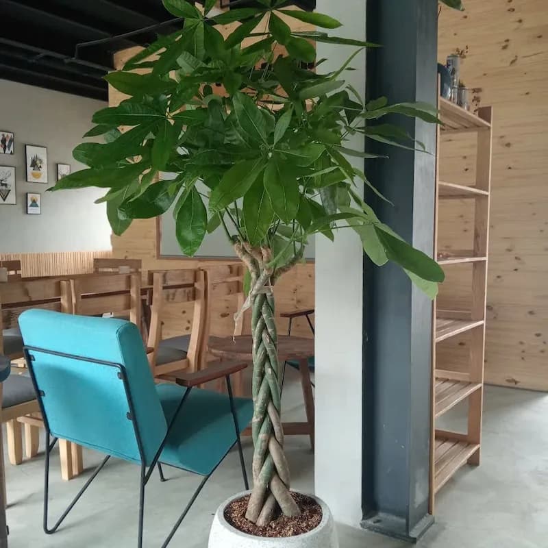 Cây Kim Ngân thumbnail 2