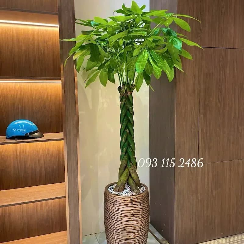 Cây Kim Ngân thumbnail 3