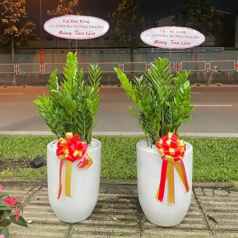 Cây Kim Tiền thumbnail 2