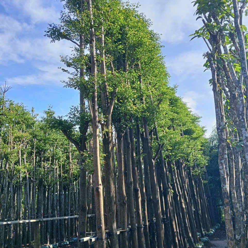 Bàng Đài Loan thumbnail 2