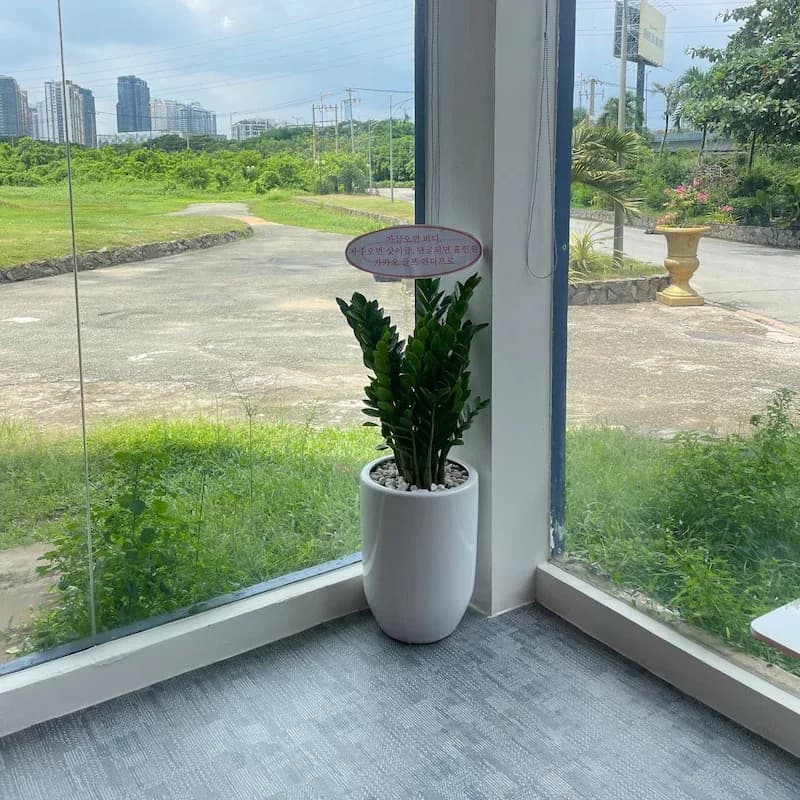 Cây Kim Tiền thumbnail 3