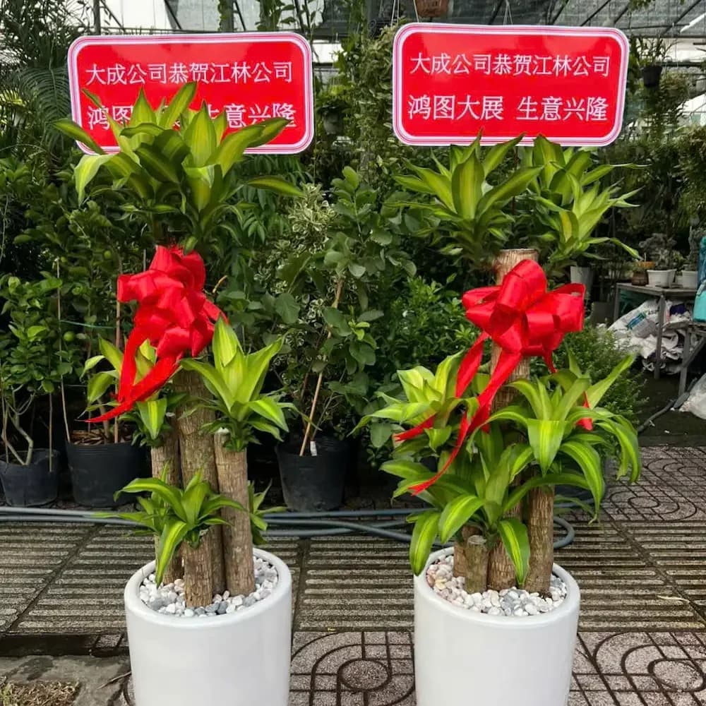 Cây Thiết Mộc Lan