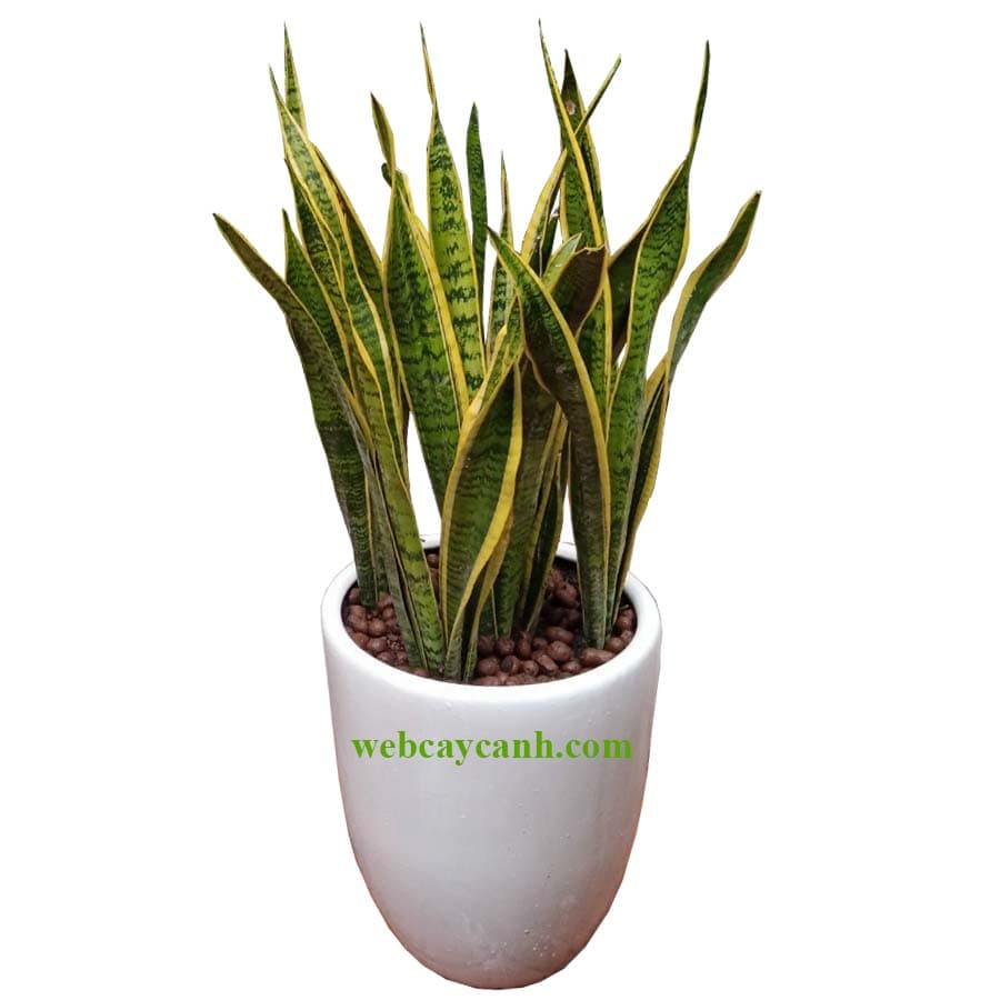 Cây Bưởi Diễn