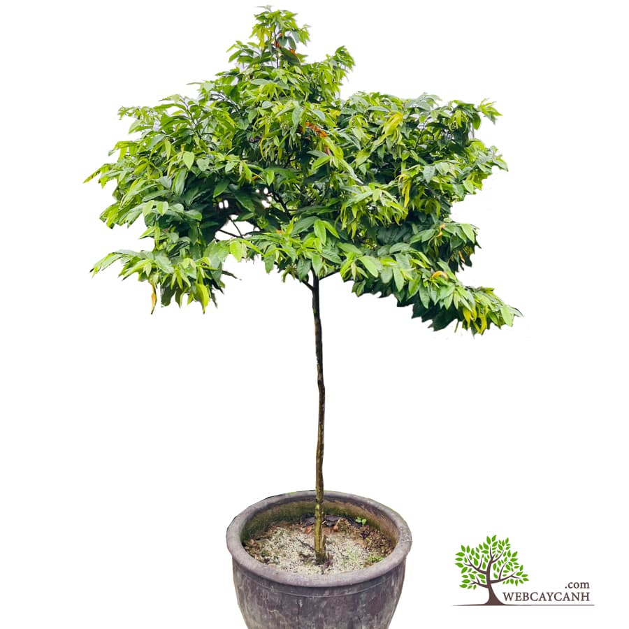 Cây Lan Bình Rượu