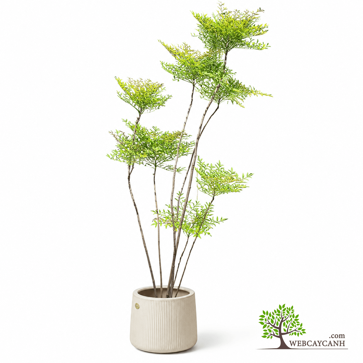 Cây Mít Ruột Đỏ