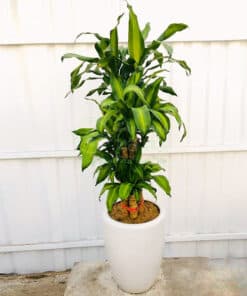Cây Thiết Mộc Lan