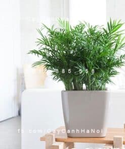 Cây Cau Tiểu Trâm