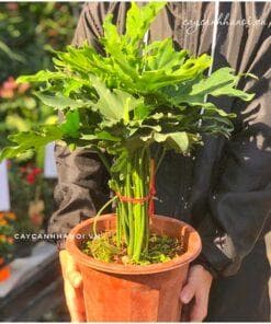 Cây Trầu Bà Thanh Xuân