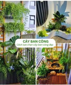 Cây Bưởi Da Xanh