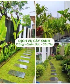 Cây Sầu Riêng