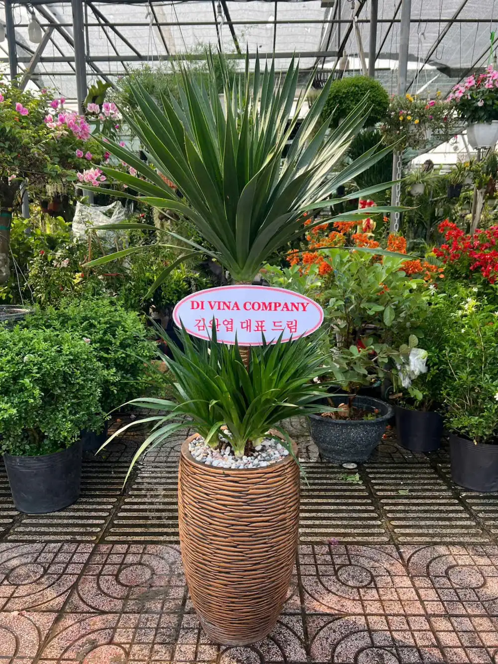 Cây Phát Tài Núi