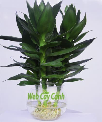 Cây Phát Tài Búp Sen
