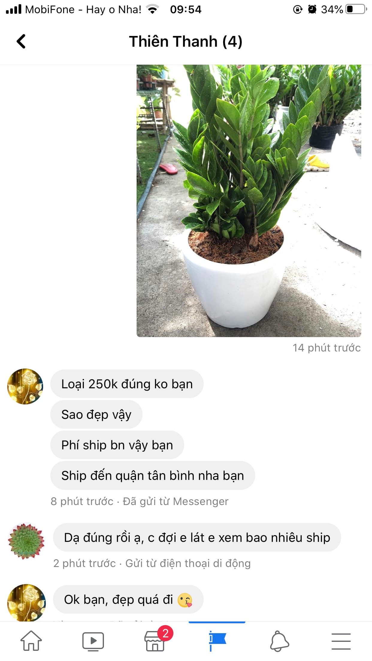 Cây phù hợp phòng họp công ty: 15 lựa chọn đẹp và chuyên nghiệp