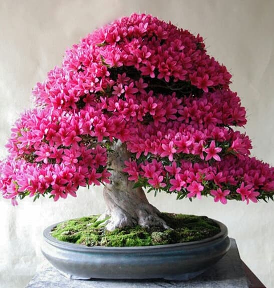 Cây Đỗ Quyên