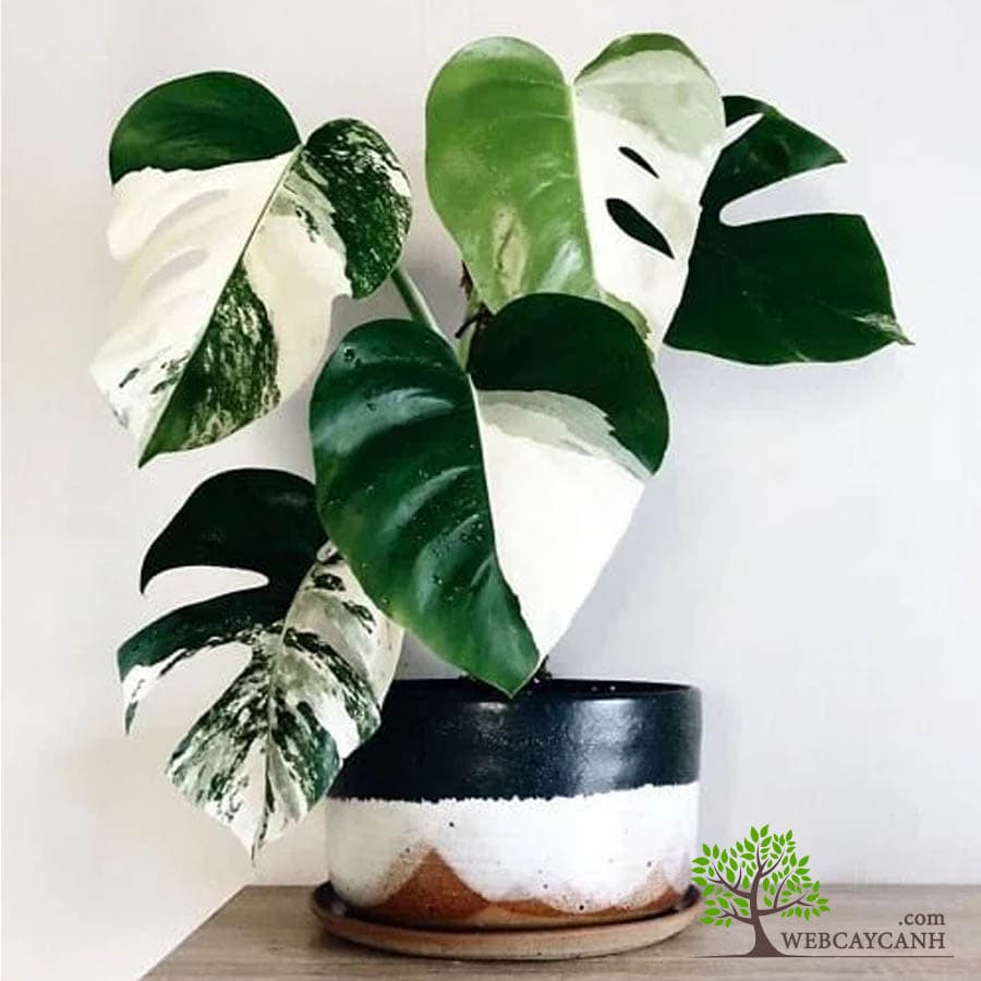 Cây Monstera Albo
