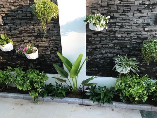 Cây Mai Địa Thảo