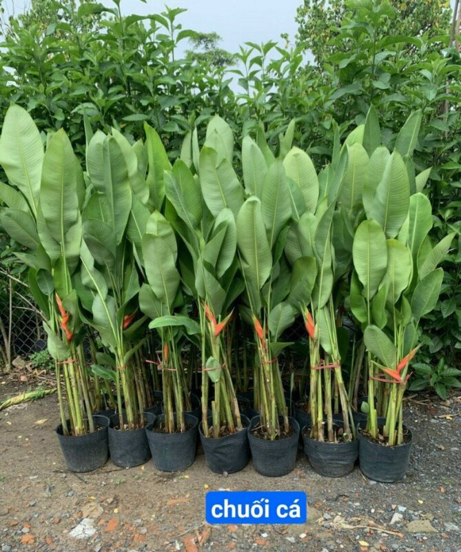 Cây Chuối Cá ở TP HCM Cây Chuối Cá