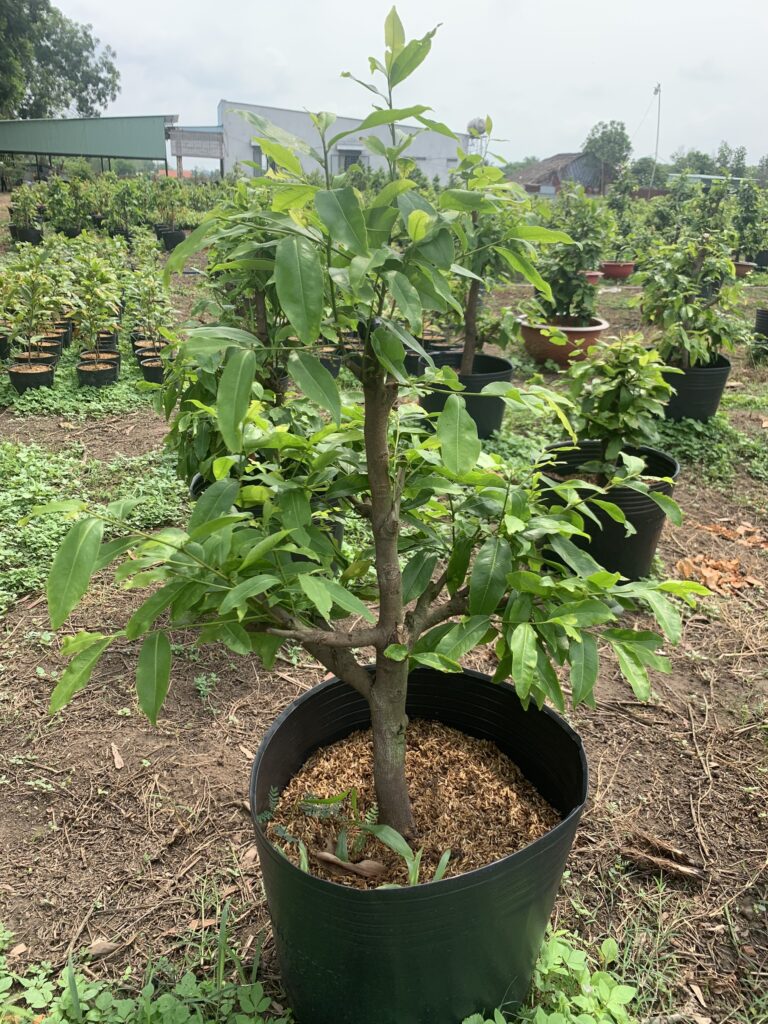 Mua cây Mai Vàng ở đâu? z4326944603228 2c04323730edf2eca6140166039b51ef