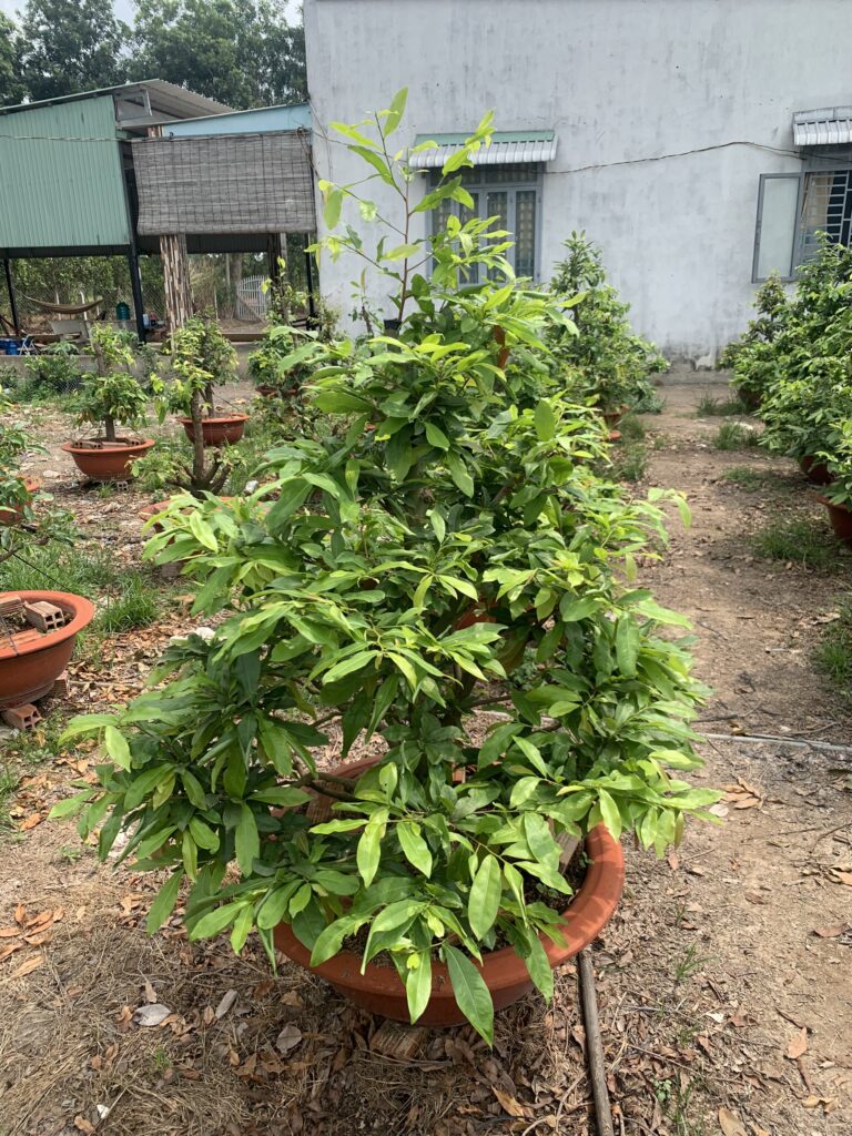 Mua cây Mai Vàng ở đâu? z4326945882552 253e87c3858b5331a514f4655281d374