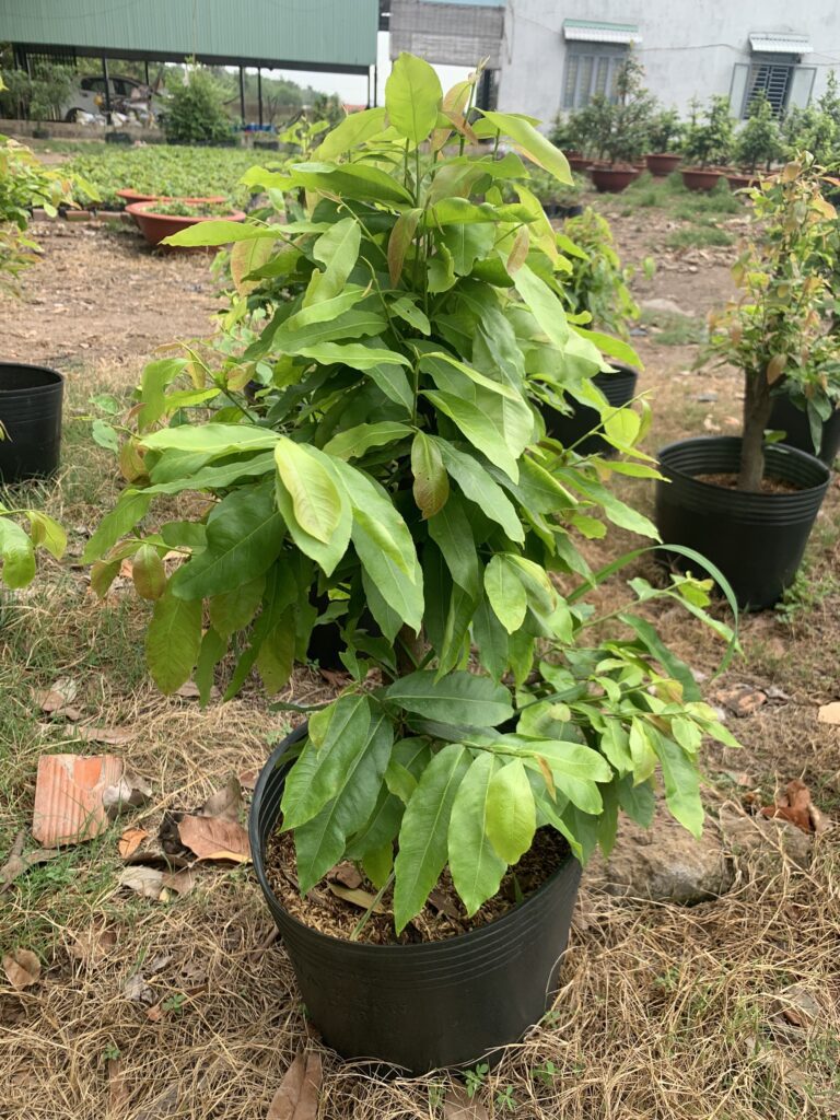 Mua cây Mai Vàng ở đâu? z4326946219912 21be86a4e78886f21f867ae66348bf69