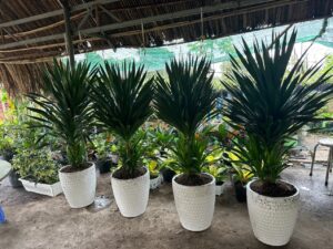 Cây Phát Tài Núi ED7C3764 FF60 4576 A82E 92A5D42E298D