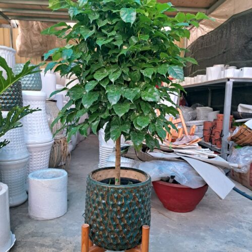 Cây Hạnh Phúc
