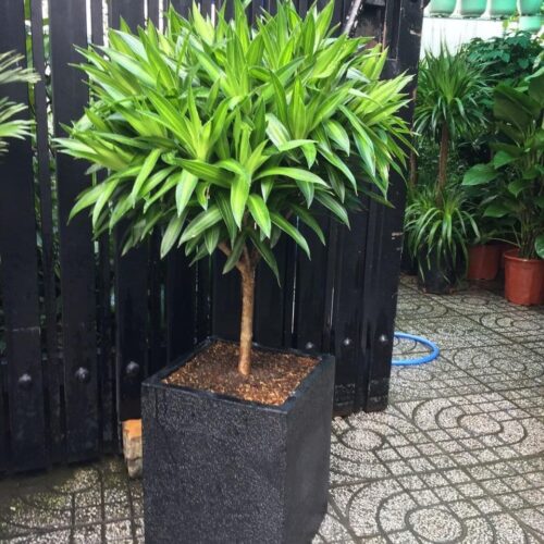 Trang Chủ Cây Trúc Bách Hợp