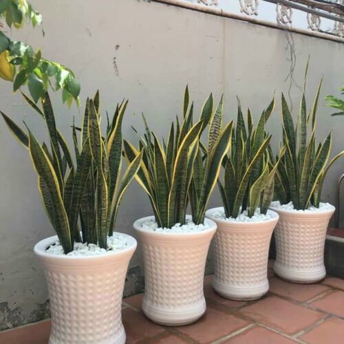 Cây Lưỡi Hổ Tại TP HCM