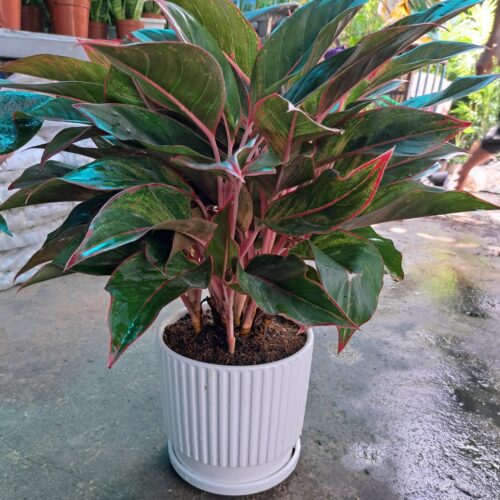 Chậu nhựa giá rẻ