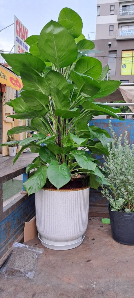 Cây trầu bà leo cột Cây Trèo Bà Leo Cột